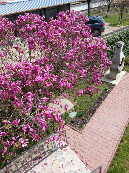 Clinceni, str. Putul Olteni